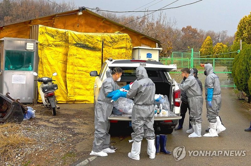 충남 첫 ASF 발생 당진 라이트닝 바카라 사이트농장 긴급 방역 (출처=연합뉴스)