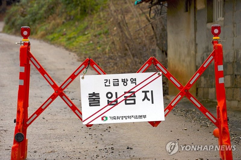 충남 첫 ASF 발생 당진 라이트닝 바카라 사이트농장 출입 차단 (출처=연합뉴스)