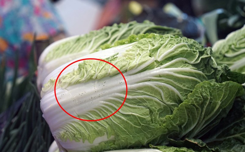 김장 배추에 깨처럼 '까만 점', 먹어도 될까?