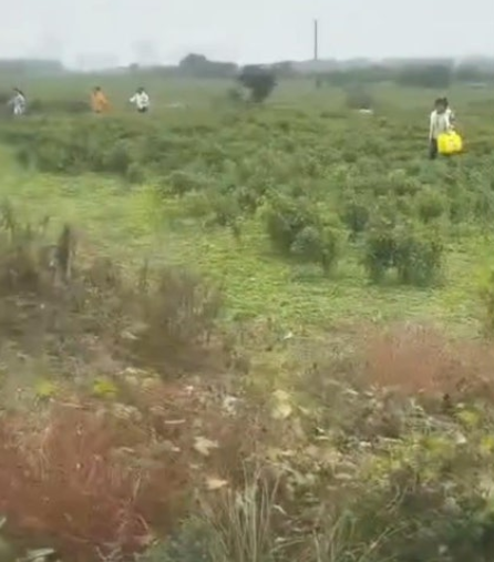 고추밭에 우르르 몰려든 사람들, 영상 보고 왔다는데... 반전