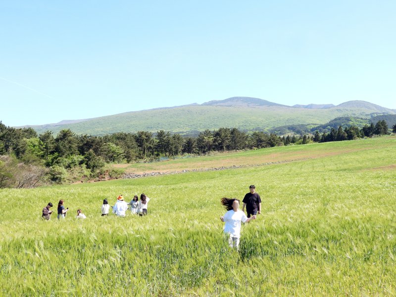 4일 오후 넷플릭스 인기 시리즈 '폭싹 속았수다' 촬영지인 제주시 오라2동 청보리밭에서 상춘객들이 봄 기운을 만끽하고 있다. 2025.5.4/뉴스1 ⓒ News1 오미란 기자