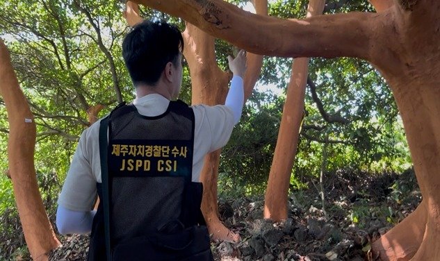 지난 5~6월 제주 서귀포시 표선면 성읍리 등에서 후박나무 400여 그루의 껍질이 무단으로 절취됐다.(제주도자치경찰단 제공. 재판매 및 DB 금지) ⓒ News1 홍수영 기자