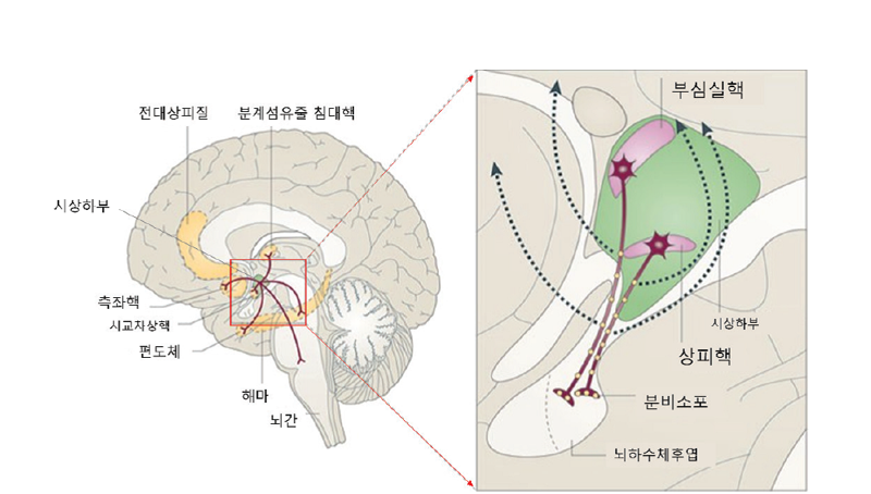 모성애 없는 엄마들의 변명-'나만 이상한 건 아니었구나' [안철우 교수의 호르몬 백과사전]