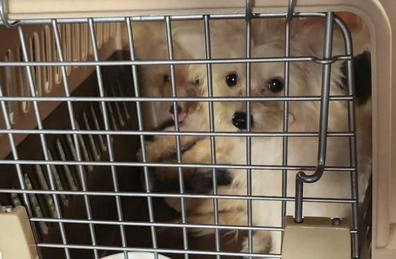 부산 사하구 유기동물보호소와 동물보호단체들이 부산 사하구의 한 주택을 방문해 개 27마리를 구조했다. 도로시지켜줄개 인스타그램
