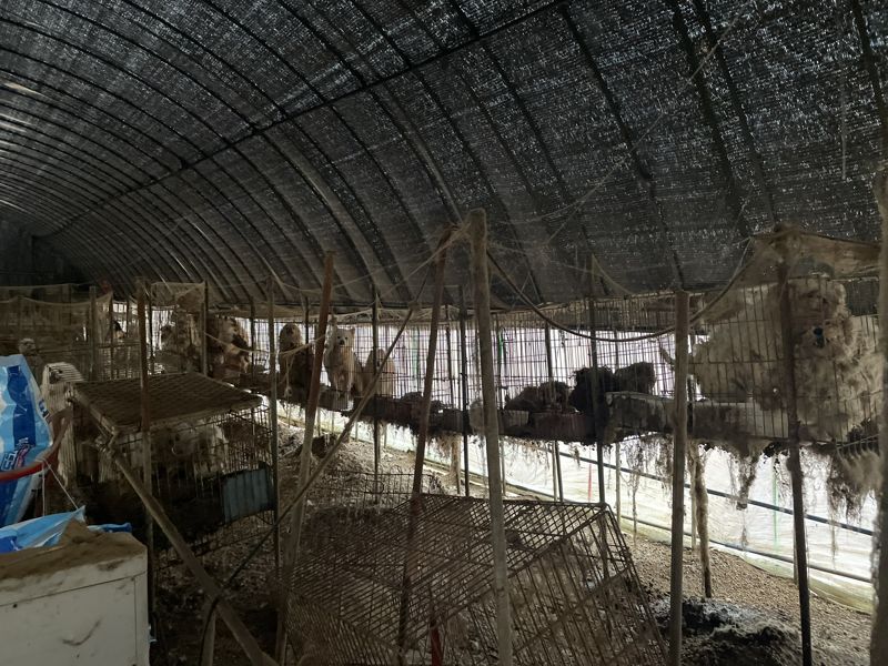 구조 전 보령 불법 번식장 모습 /사진=동물자유연대 제공