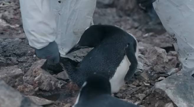 '남극의 셰프', 펭귄 학대 의혹 "출연진 NO"