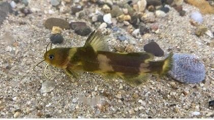 꼬치동자개 (출처=연합뉴스)