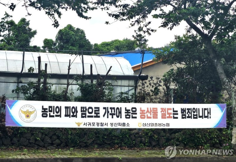 서귀포시 성산읍에 내걸린 농산물 절도 예방 현수막. 제주자치경찰단은 주요 농산물 수확기를 맞아 농가 주변 야간 순찰과 절도 예방 활동을 강화하고 있다. /사진=연합뉴스