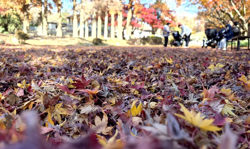 낙엽 깔린 단풍길.(사진은 기사와 관련없음)/뉴스1 DB