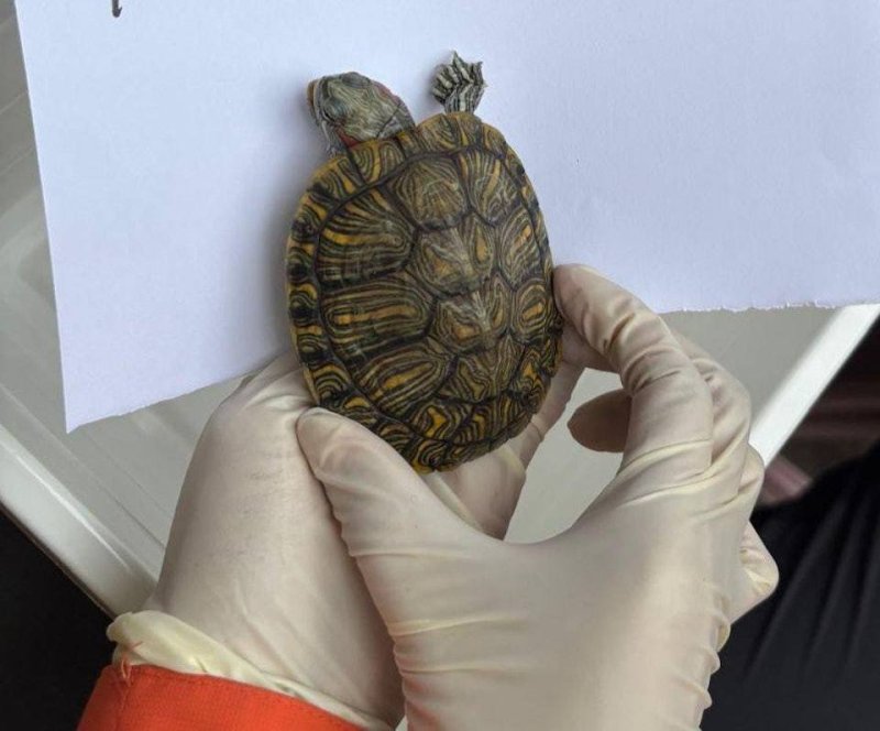 홍콩 왕 푹 코트 아파트 화재에서 구조된 거북(hk01.com 갈무리)