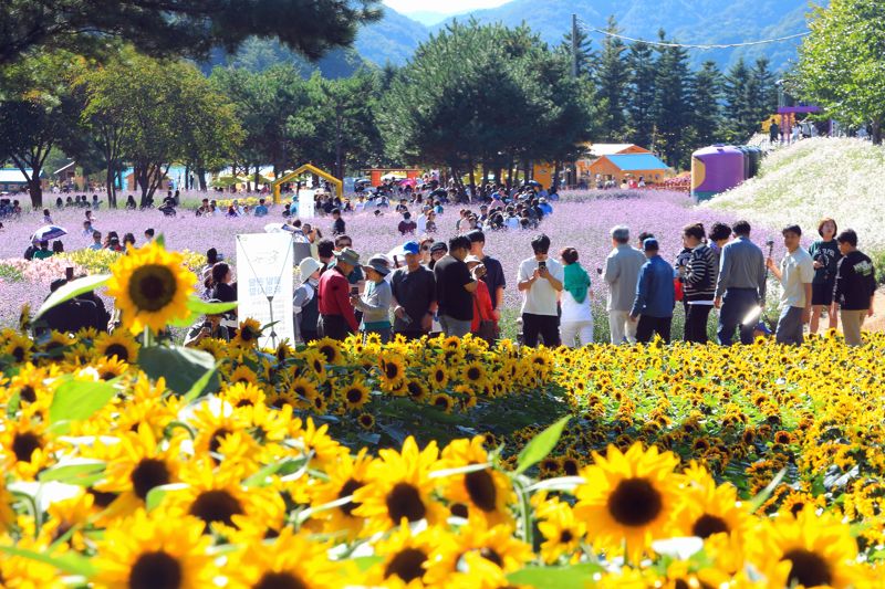 지난 9월27일부터 10월19일까지 23일간 강원도 인제 북면 용대 관광지 일원에서 ‘인제에서 꽃길만 걷자’를 주제로 인제 가을꽃 축제가 열렸다. 인제군 제공