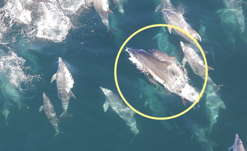 춘삼이와 새끼 남방큰돌고래 (출처=연합뉴스)