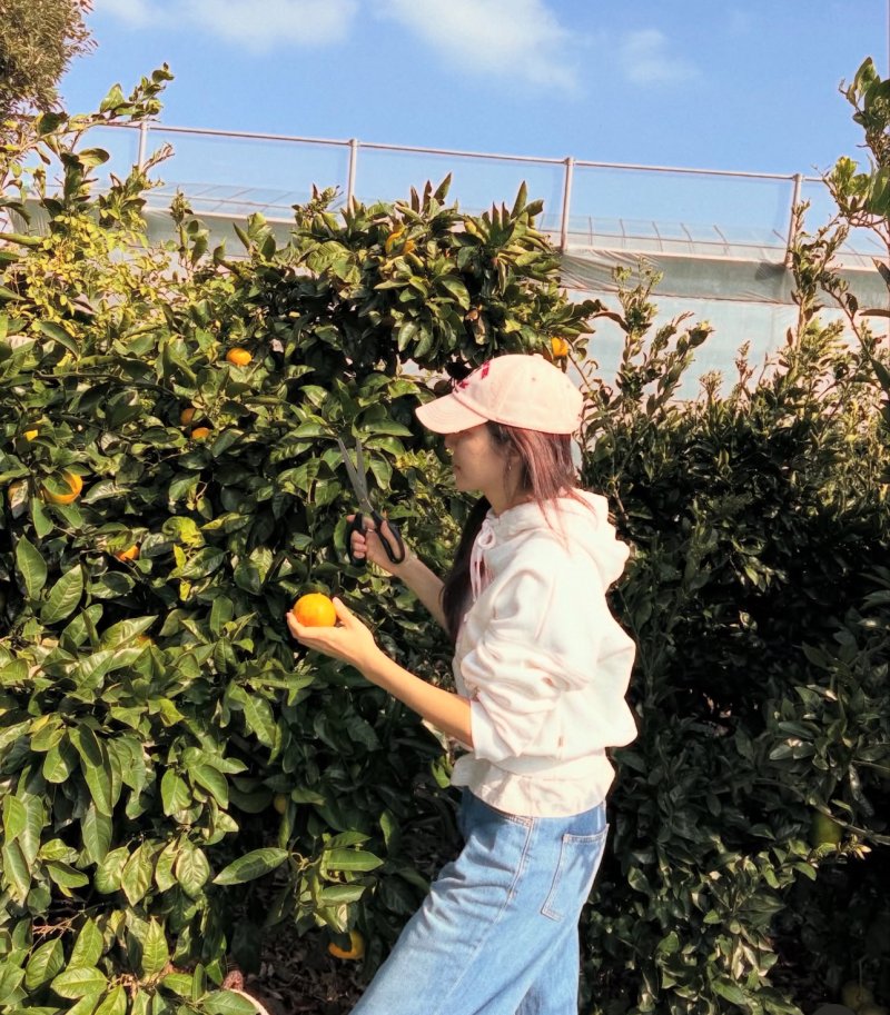 박한별 제주에서 여유 만끽…귤 따기에 열중