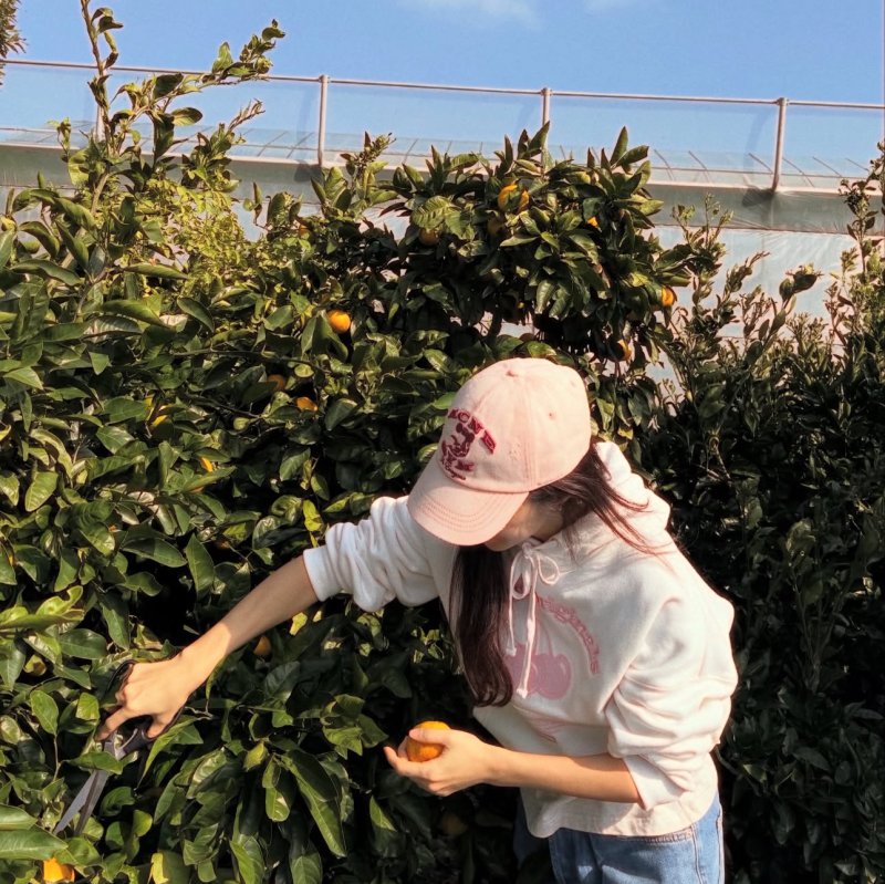 박한별 제주에서 여유 만끽…귤 따기에 열중