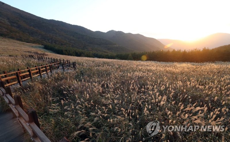 가을 노을에 물든 울주 간월재 억새 (출처=연합뉴스)
