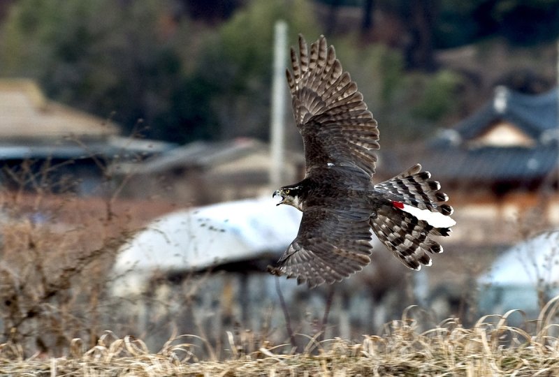 매사냥 (출처=연합뉴스)