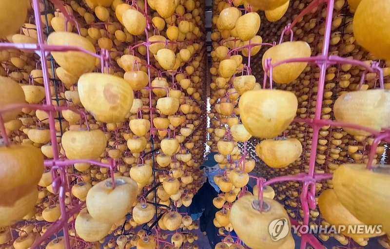 곶감 건조 (출처=연합뉴스)