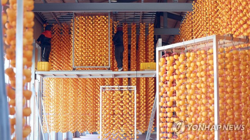 곶감 건조 (출처=연합뉴스)