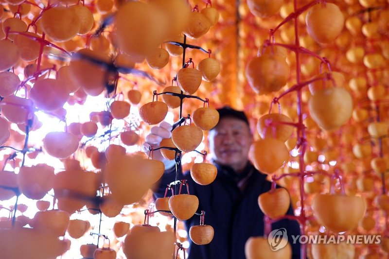 명품 산청 곶감 주렁주렁 (출처=연합뉴스)