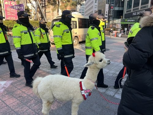신자유연대 행진에 나선 알파카와 집회 참여자 (출처=연합뉴스)