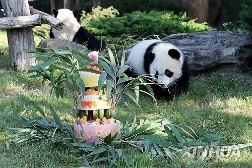 프랑스에서 태어나 중국으로 반환된 자이언트판다 '위안멍' (출처=연합뉴스)