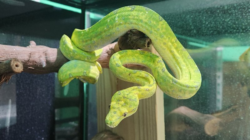 [서울=뉴시스] 초록나무비단뱀. 위 사진은 해당 기사와 직접적 연관이 없음. 2024.12.23. photo@newsis.com *재판매 및 DB 금지