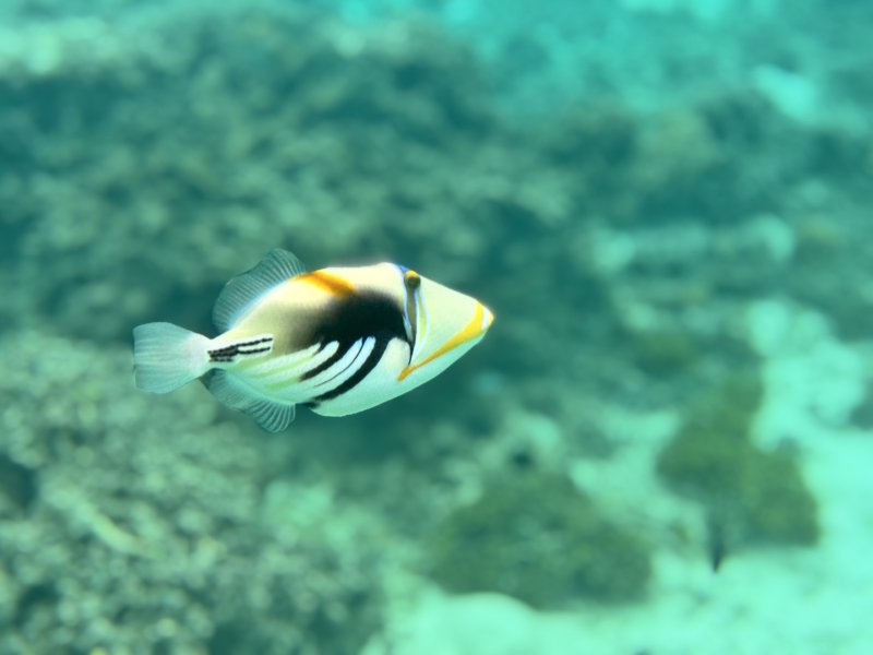 트리거 피쉬 ⓒ News1 이민주 기자