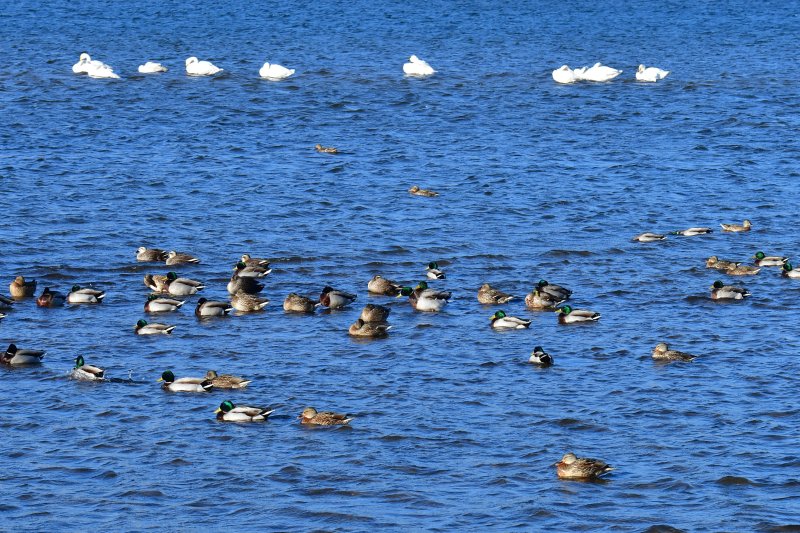 천연기념물 제201-2호이자 멸종위기야생생물 2급인 큰고니와 겨울철새들이 4일 경북 포항시 남구 연일읍 형산강에 날아와 쉬고 있다. 2025.12.4/뉴스1 ⓒ News1 최창호 기자