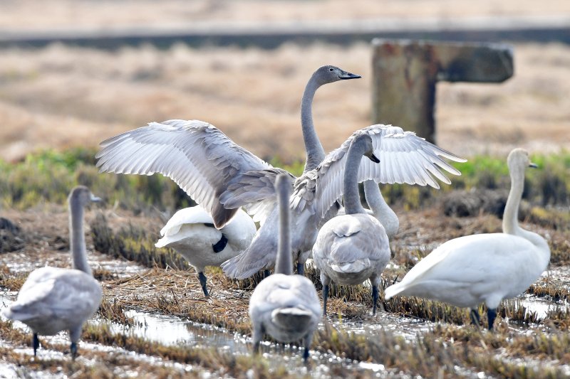 천연기념물 제201-2호이자 멸종위기야생생물 2급인 큰고니 무리가 23일 경북 포항시 북구 흥해읍 들녘에 날아와 쉬고 있다. 2025.11.23/뉴스1 ⓒ News1 최창호 기자