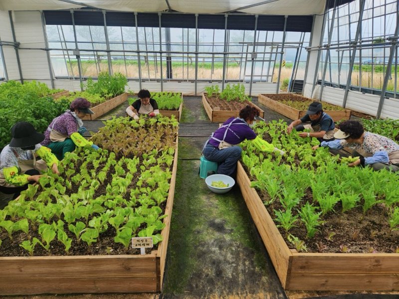 [고성(경남)=뉴시스] 신정철 기자= 경남 고성군은 오는 8일부터 10일간 2026년 노인 일자리 및 사회활동 지원사업(노인공익활동사업, 노인역량활용사업, 공동체사업단) 참여자 2168명을 모집한다고 4일 밝혔다.사진은 2025년 노인일자리 참여 모습.(사진=고성군 제공).2025.12.04. photo@newsis.com *재판매 및 DB 금지