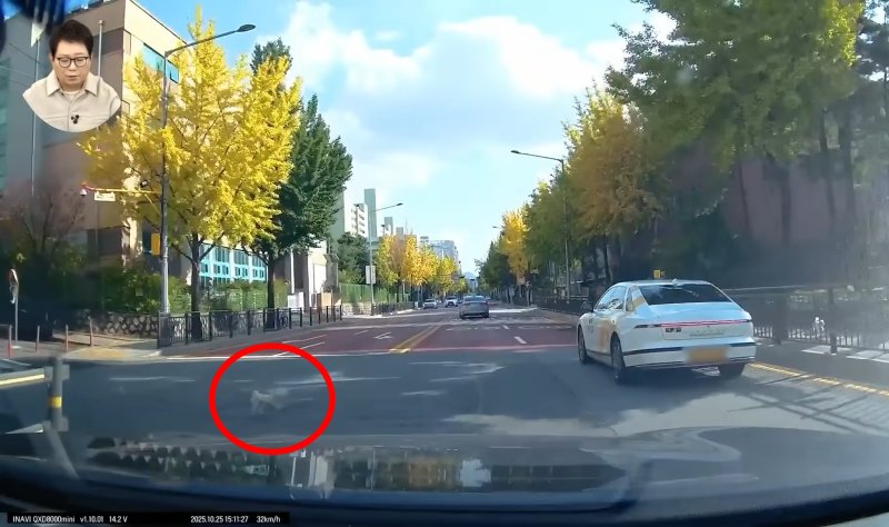 [뉴시스] 지난 2일 유튜브 채널 '한문철 TV'에는 목줄 없이 도로에 튀어나온 강아지와 부딪히는 사고를 당했다는 한 운전자의 제보가 소개됐다. (사진=한문철 TV 유튜브 캡처) *재판매 및 DB 금지