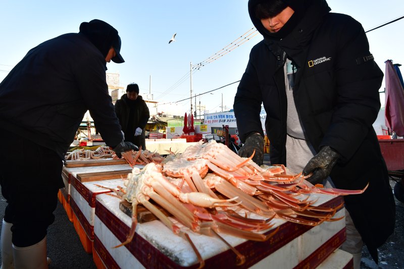 4일 경북 포항시 죽도어시장에서 상인들이 판매할 대게를 좌판에 진열하고 있다. 2025.12.4/뉴스1 ⓒ News1 최창호 기자