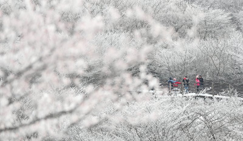 [제주=뉴시스] 우장호 기자 = 기습 추위가 절정에 달한 4일 오전 제주 한라산 1100고지를 찾은 관광객들이 활짝 피어난 상고대를 감상하며 겨울 정취를 만끽하고 있다. 2025.12.04. woo1223@newsis.com