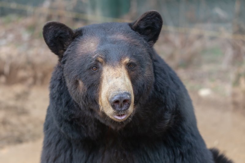[뉴시스] 일본에서 곰 구제 건수가 올해 4~9월 5983마리로 집계돼 지난래 1년 전체(5136마리)를 넘어선 가운데 사체 처리 부담이 커지고 있다. 사진은 본 기사의 이해를 돕기 위한 이미지. (사진 = 유토이미지) 2025.12.04. *재판매 및 DB금지 *재판매 및 DB 금지