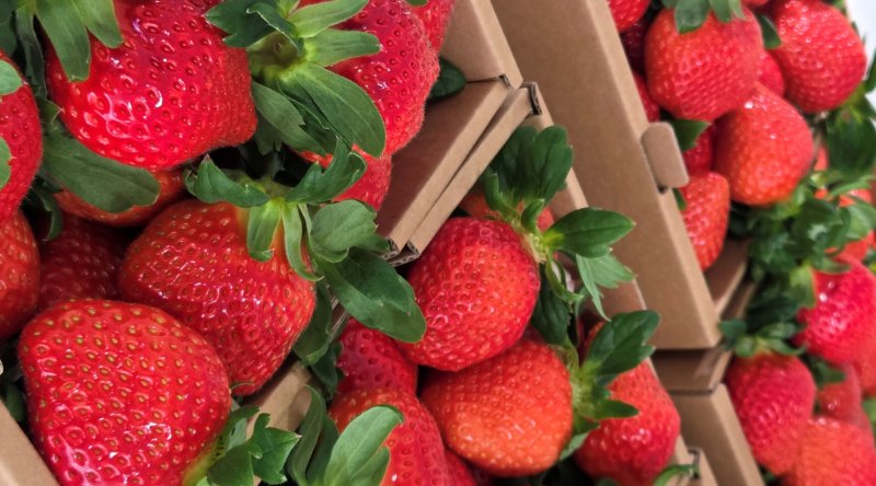 [봉화=뉴시스] 봉화 딸기 (사진=봉화군 제공) 2025.12.05. photo@newsis.com *재판매 및 DB 금지