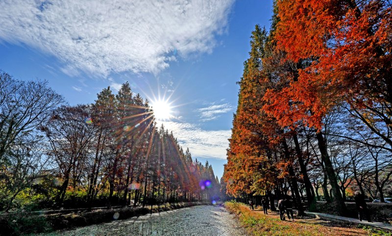 [경주=뉴시스] 이무열 기자 = 16일 경북 경주시 경북천년숲정원 메타세쿼이아 숲이 붉게 물들어 늦가을의 정취를 더하고 있다. 2025.11.16. lmy@newsis.com