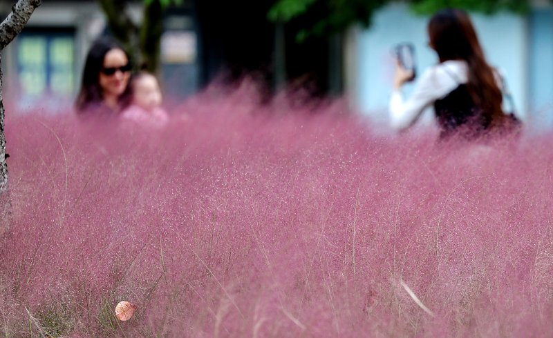[대구=뉴시스] 이무열 기자 = 올 가을 들어 가장 쌀쌀한 보인 20일 대구 동구 신서중앙공원을 찾은 시민들이 만개한 핑크뮬리 배경으로 사진을 찍고 있다. 2025.10.20. lmy@newsis.com