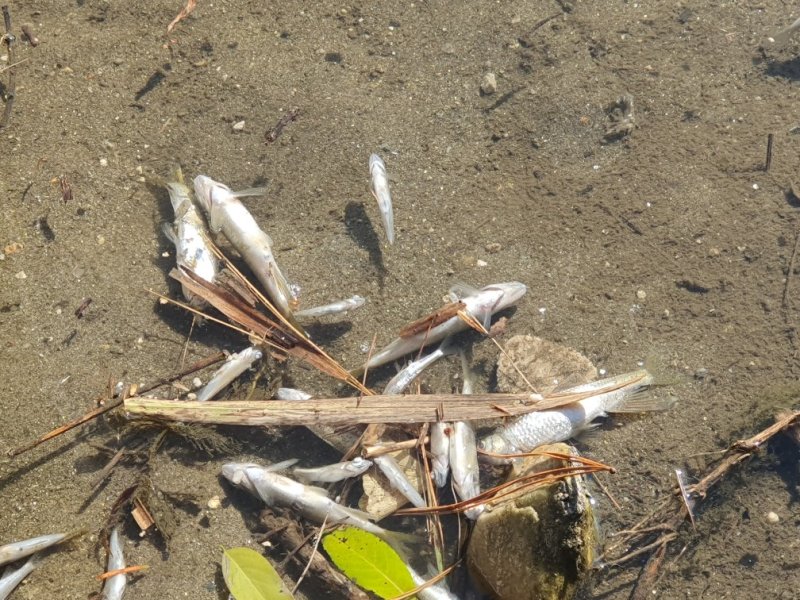 [안양=뉴시스] 안양 명학대교 인근의 물고기 폐사 현장. (사진=안양·군포·의왕 환경운동연합 제공).2025.12.04.photo@newsis.com