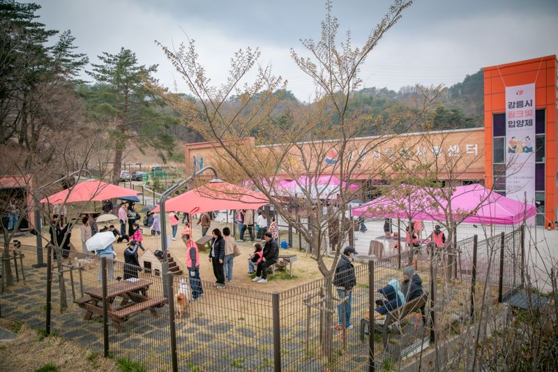 강릉시가 올해 주관한 핑크빛 입양제 행사. 강릉시 제공