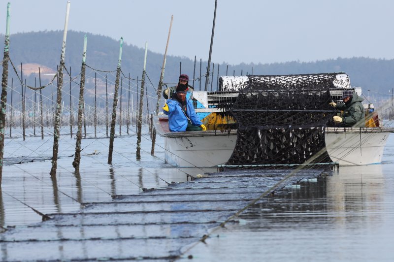 전남 신안군 압해읍 앞바다의 지주식 김양식장에서 추운날씨에 어민들이 김채취를 하고 있다. 2024.1.26/뉴스1 ⓒ News1 김태성 기자