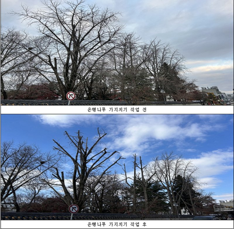 [전주=뉴시스]윤난슬 기자 = 전북 전주시는 국가유산(사적)인 경기전 내 은행나무의 낙하 사고 예방과 균형 있는 생육 관리를 위해 위험 가지 정비 작업에 착수했다고 5일 밝혔다. (사진=전주시 제공) photo@newsis.com