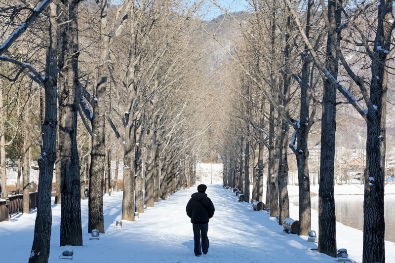 [괴산=뉴시스] 5일 충북 괴산군 문광 양곡저수지의 은행나무길이 눈으로 덮여있다. (사진= 괴산군 제공) 2025.12.05. photo@newsis.com