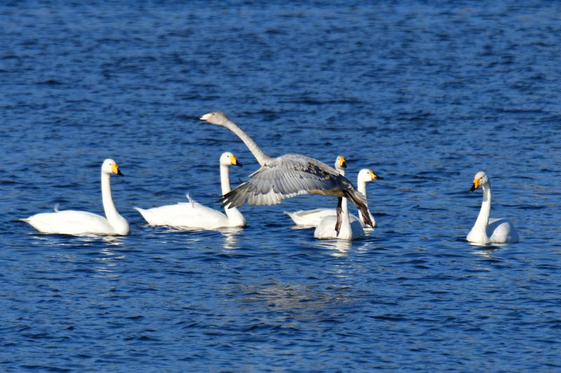 4일 오후 천연기념물인 큰고니 무리가 경북 포항시 남구 연일읍 형산강에 날아들어 쉬고 있다. 2025.12.4/뉴스1 ⓒ News1 최창호 기자