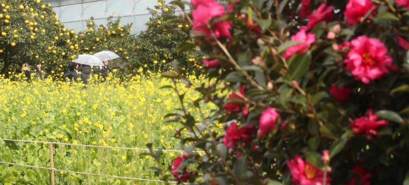 겨울에 핀 동백꽃과 유채꽃(자료사진)/뉴스1