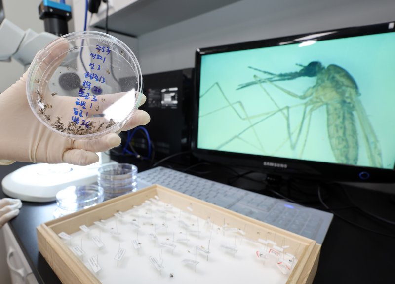 [인천=뉴시스] 전진환 기자 =인천 중구 인천보건환경연구원 매개체감염병과 실험실에서 연구사가 채집한 모기를 들어보이고 있다. 2025.06.25. amin2@newsis.com