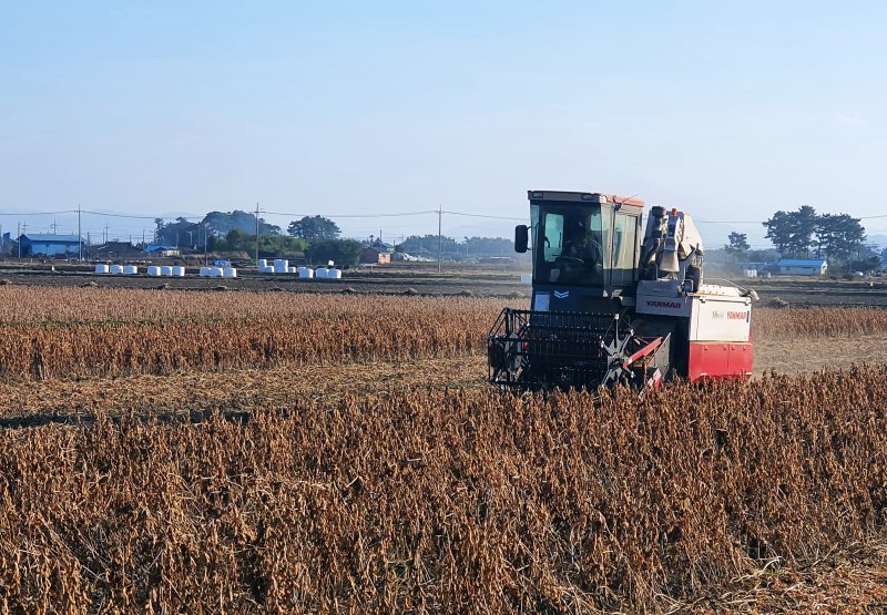 논콩 기계 수확 (사진=전북농기원 제공) *재판매 및 DB 금지