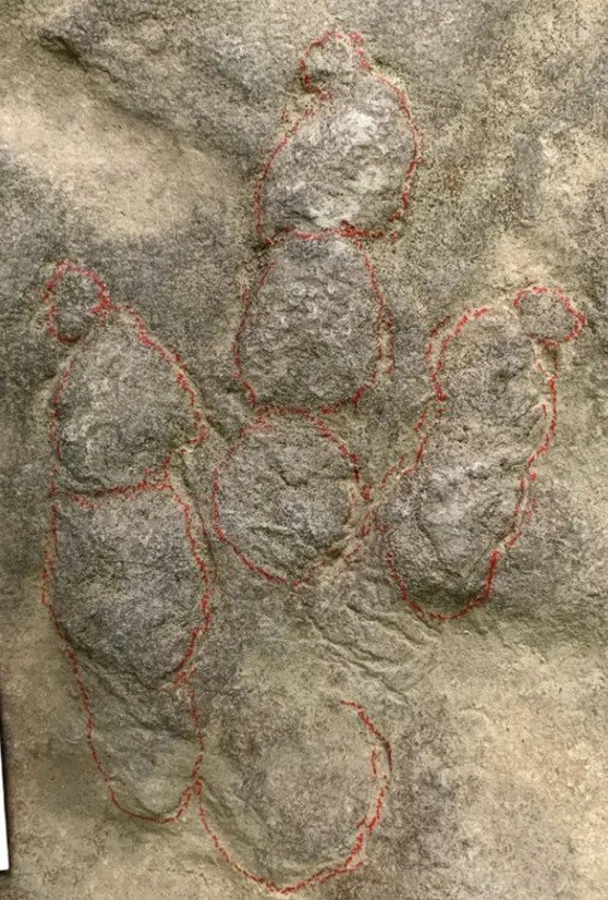 [뉴시스] 중국 쓰촨성의 한 시골 마을에서 두 형제가 수십 년간 디딤돌로 사용해 온 바위가 알고 보니 공룡 발자국 화석이었다는 사실이 뒤늦게 밝혀져 화제다. (사진=SCMP 갈무리) *재판매 및 DB금지 *재판매 및 DB 금지