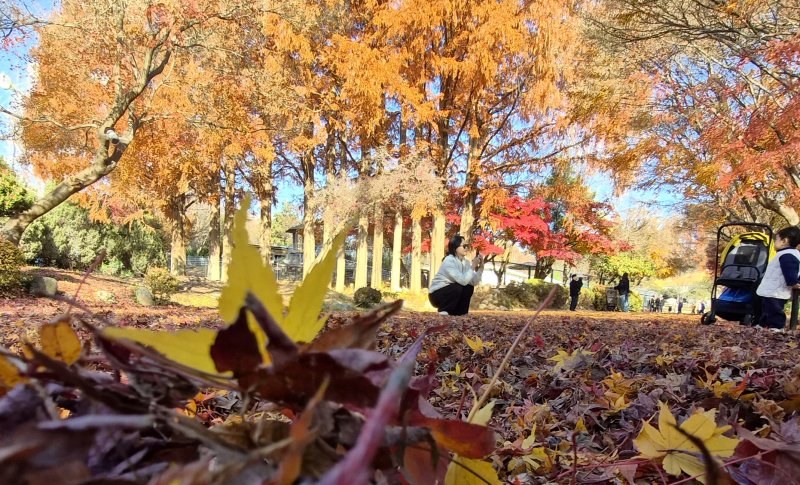 전북 전주시 전주동물원을 찾은 시민이 낙엽이 깔린 단풍길에서 늦가을 정취를 만끽하고 있다. 2025.11.30/뉴스1 ⓒ News1 유경석 기자