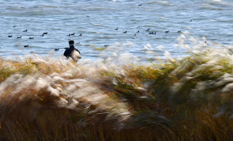 경북 포항시 남구 형산강변에 심어진 갈대 ⓒ News1 최창호 기자