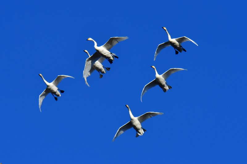 4일 오후 천연기념물 201-2호인 큰고니 무리가 경북 포항시 남구 연일읍 형산강 상공 위를 날아가고 있다. 2025.12.4/뉴스1 ⓒ News1 최창호 기자